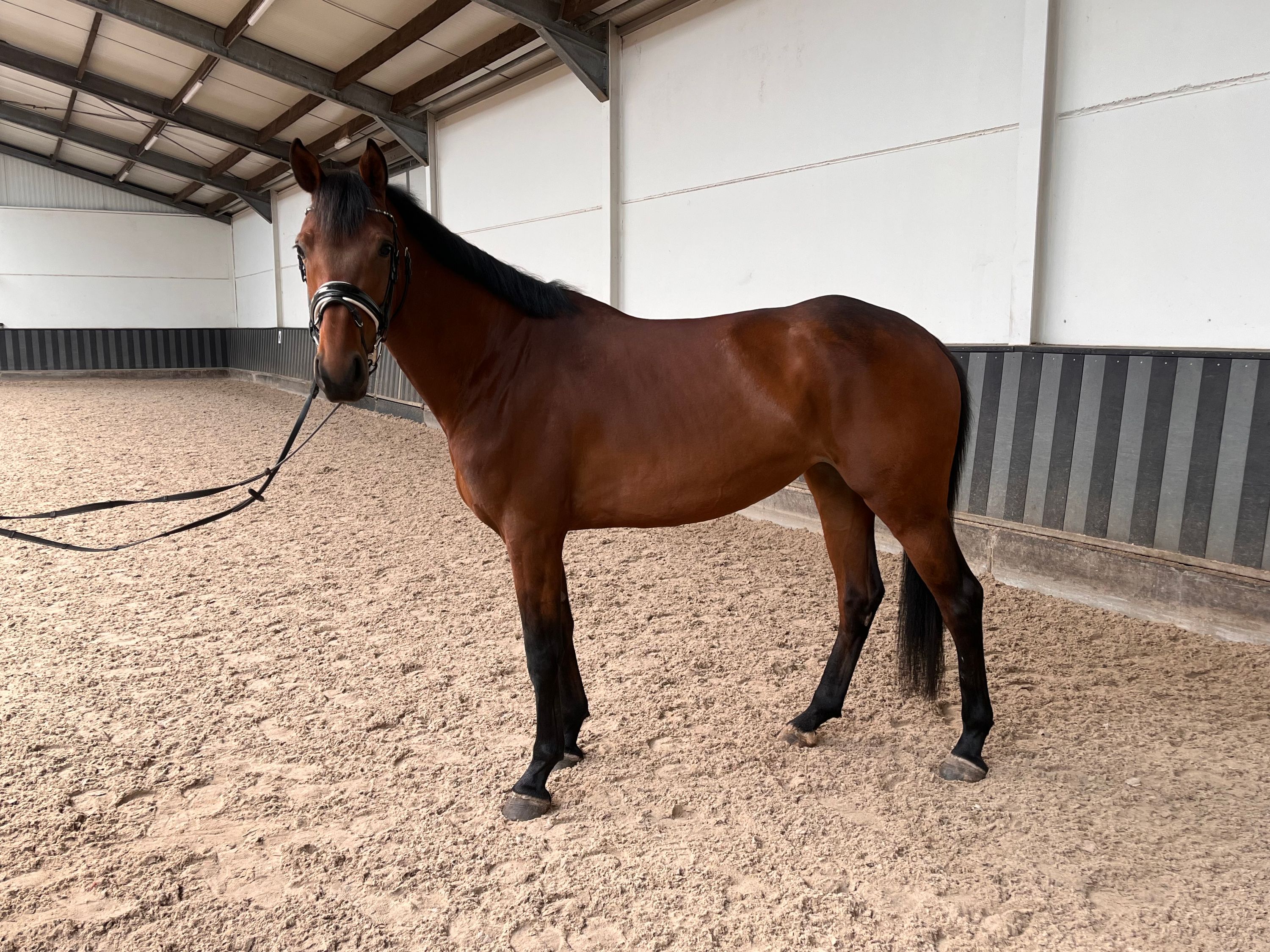 Talented dressage horse