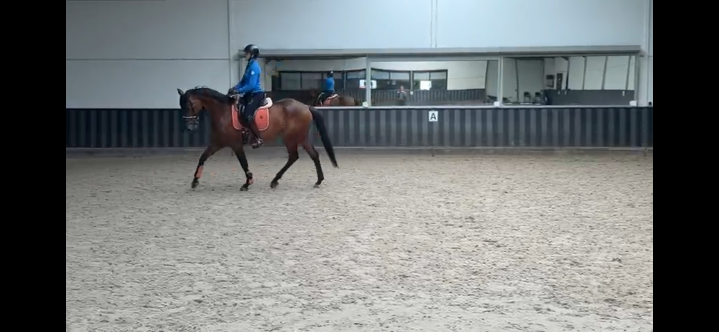 kwpn dressuurpaard merrie 5 år donkerbruin till salu - Foto 2