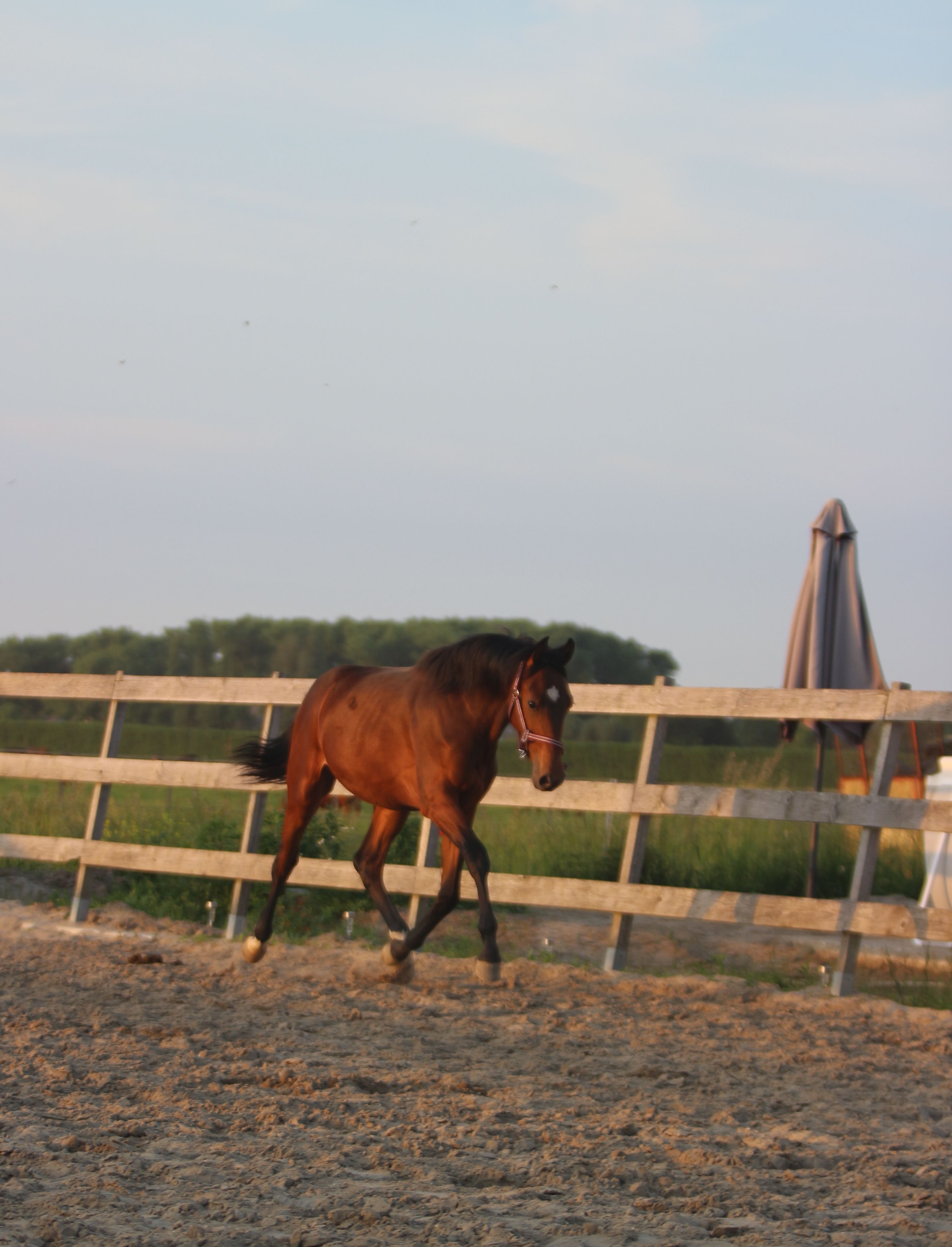 kwpn dressuurpaard hengst 1 years old donkerbruin for sale - Main photo
