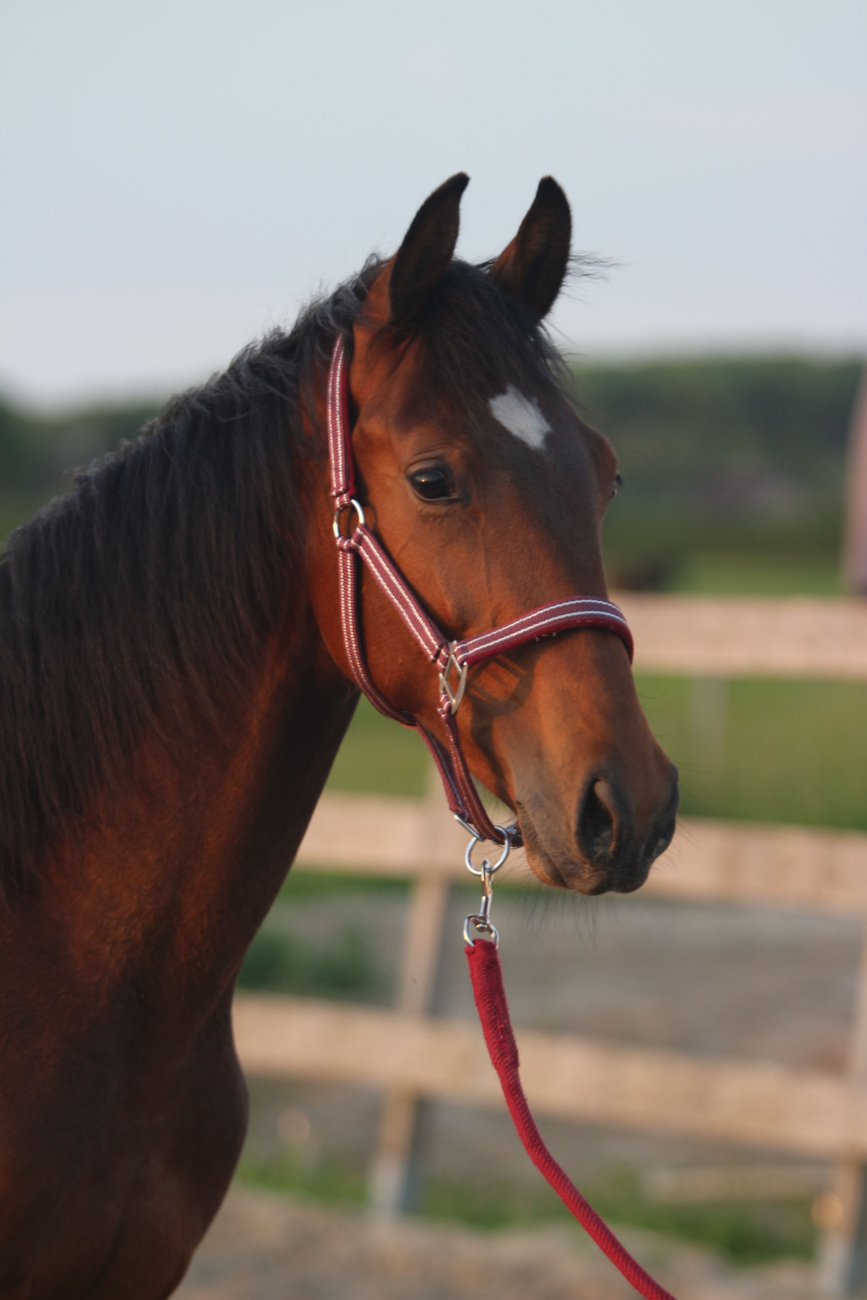kwpn dressuurpaard hengst 1 years old donkerbruin for sale - Photo 2