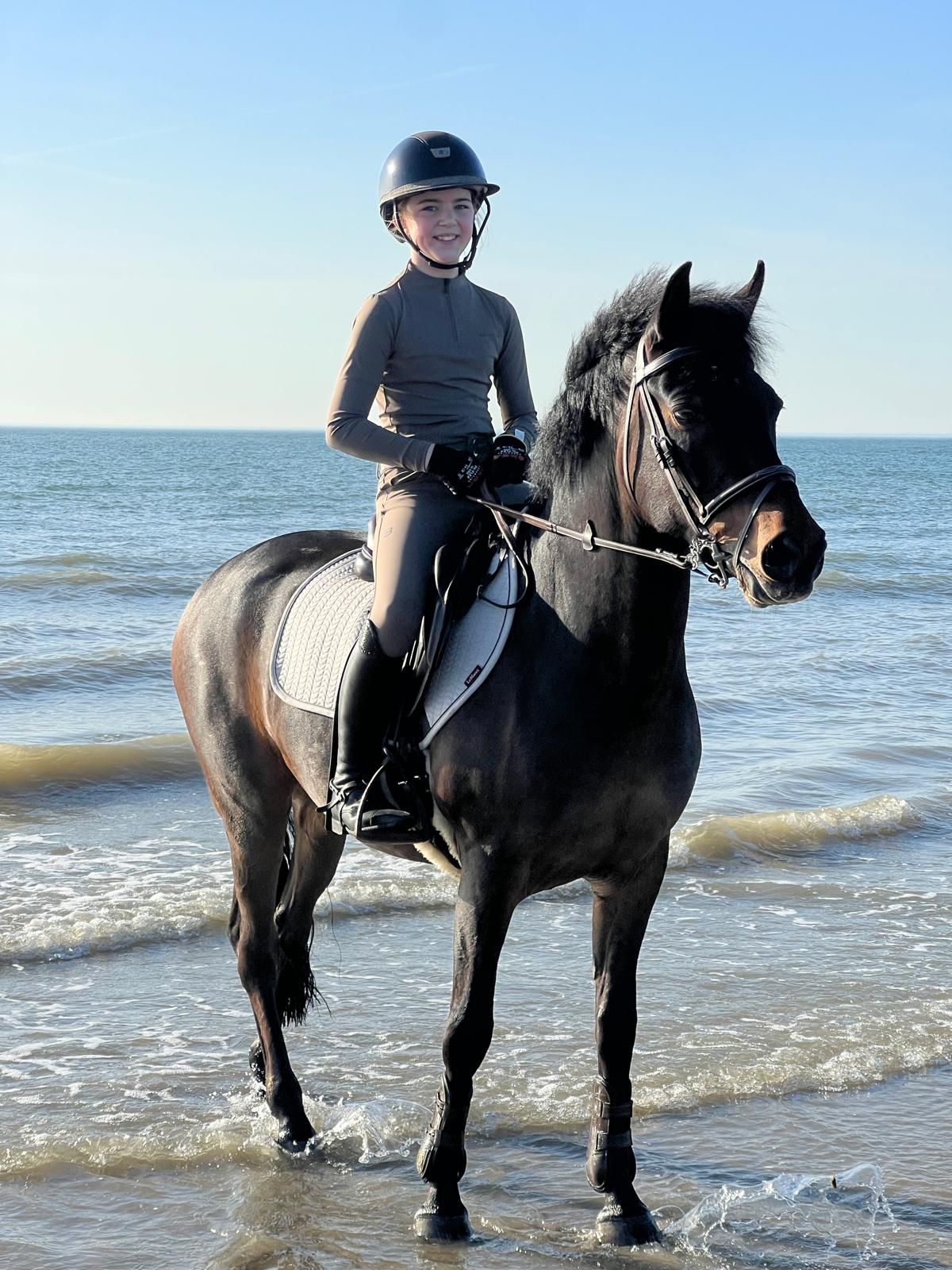 new-forest allround-pony ruin 16 años donkerbruin en venta - Foto 2