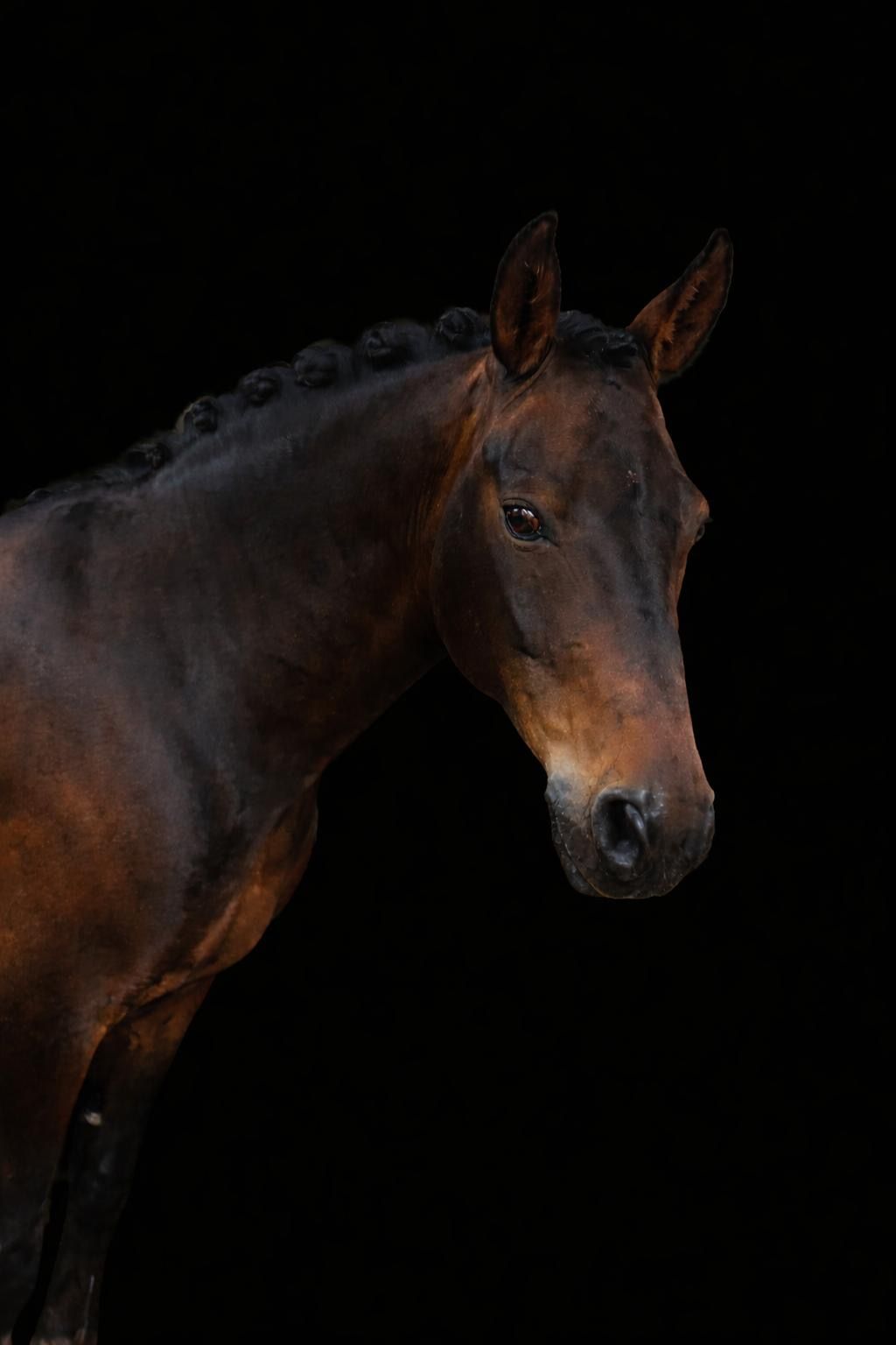 new-forest allround-pony ruin 16 años donkerbruin en venta - Foto 3