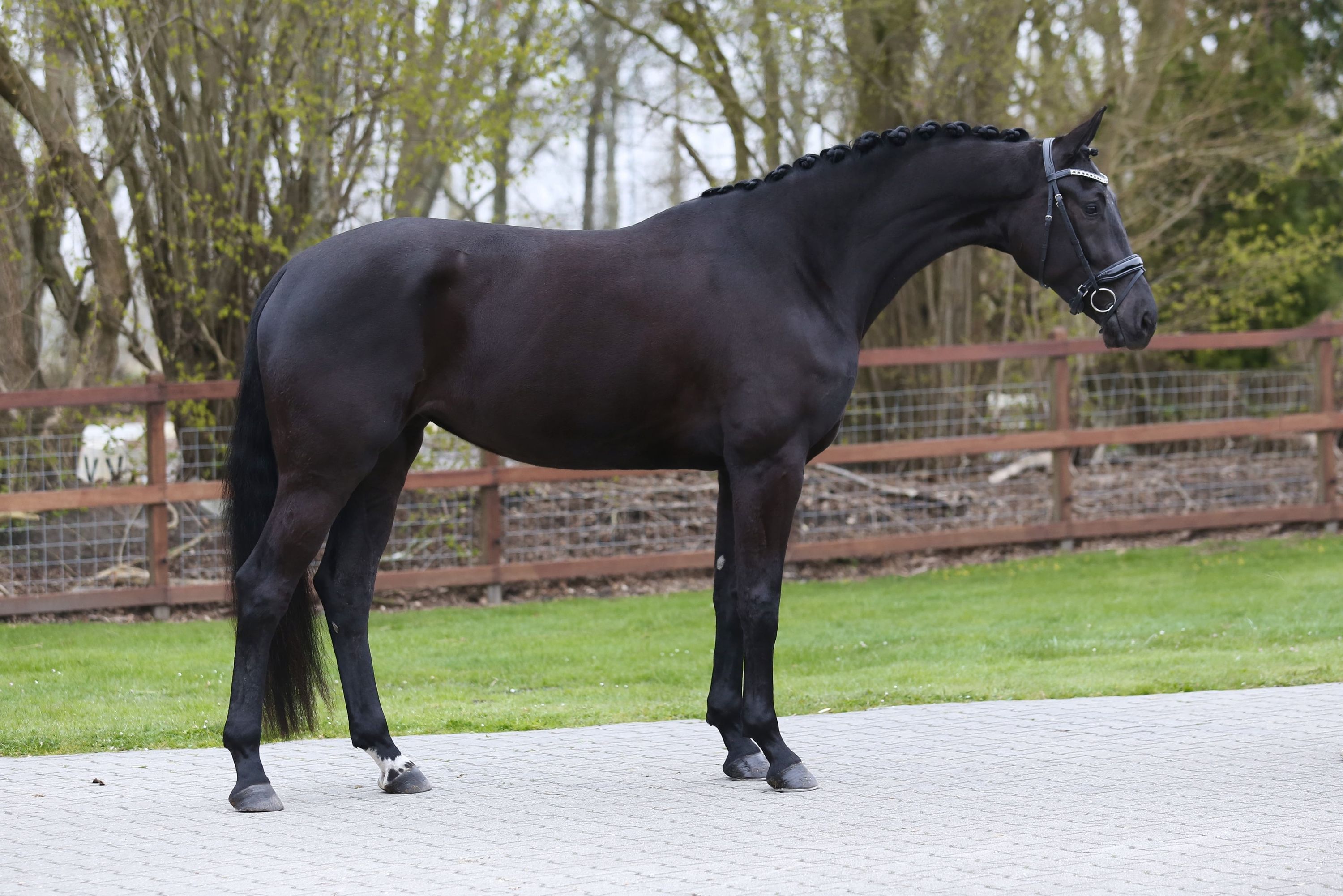 kwpn dressuurpaard merrie 4 år zwart til salg - Foto 2