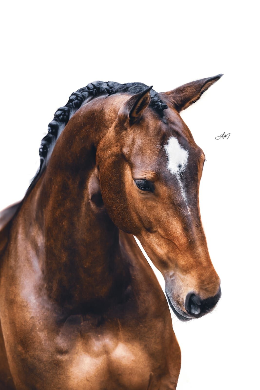 kwpn dressuurpaard merrie 13 años bruin en venta - Foto 3