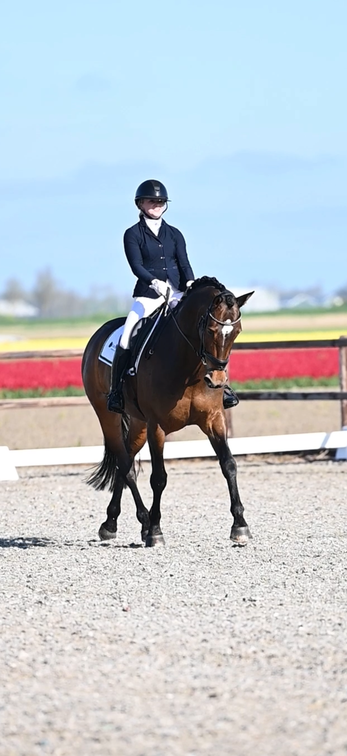 kwpn dressuurpaard merrie 13 años bruin en venta - Foto 4