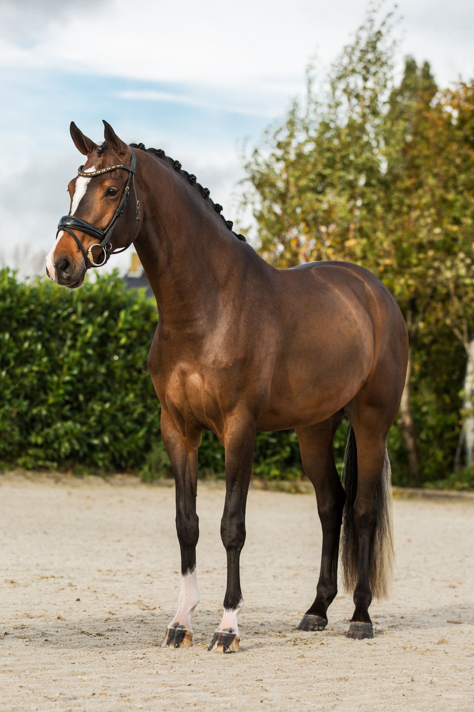 Franziskus産駒の素晴らしい牝馬！