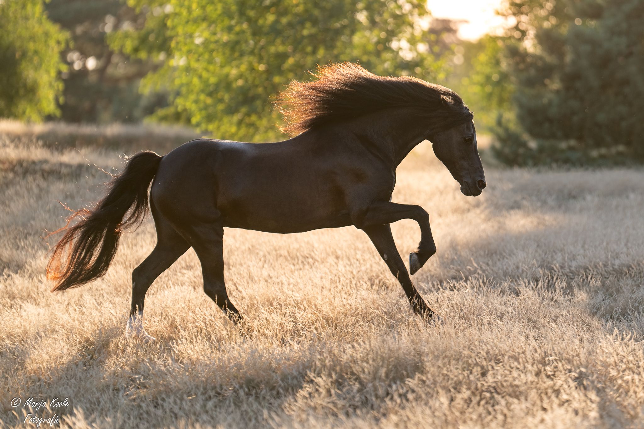 welsh allround-pony merrie 17 years old zwart for sale - Main photo