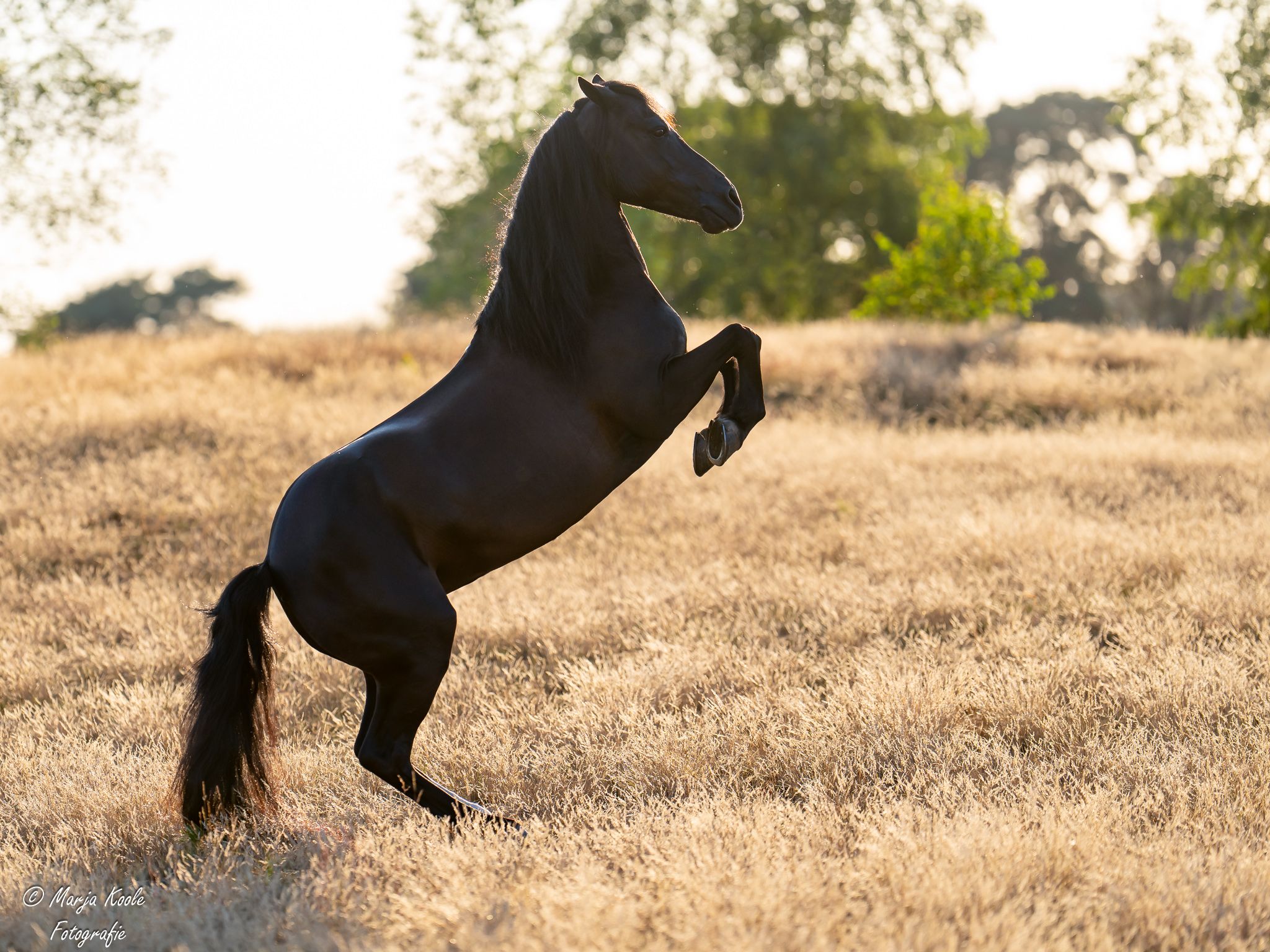welsh allround-pony merrie 17 years old zwart for sale - Photo 2