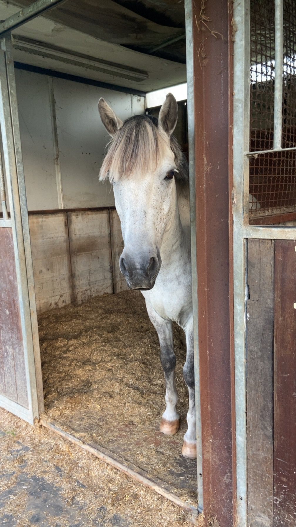 springpony ruin 14 years old schimmel for sale - Photo 4