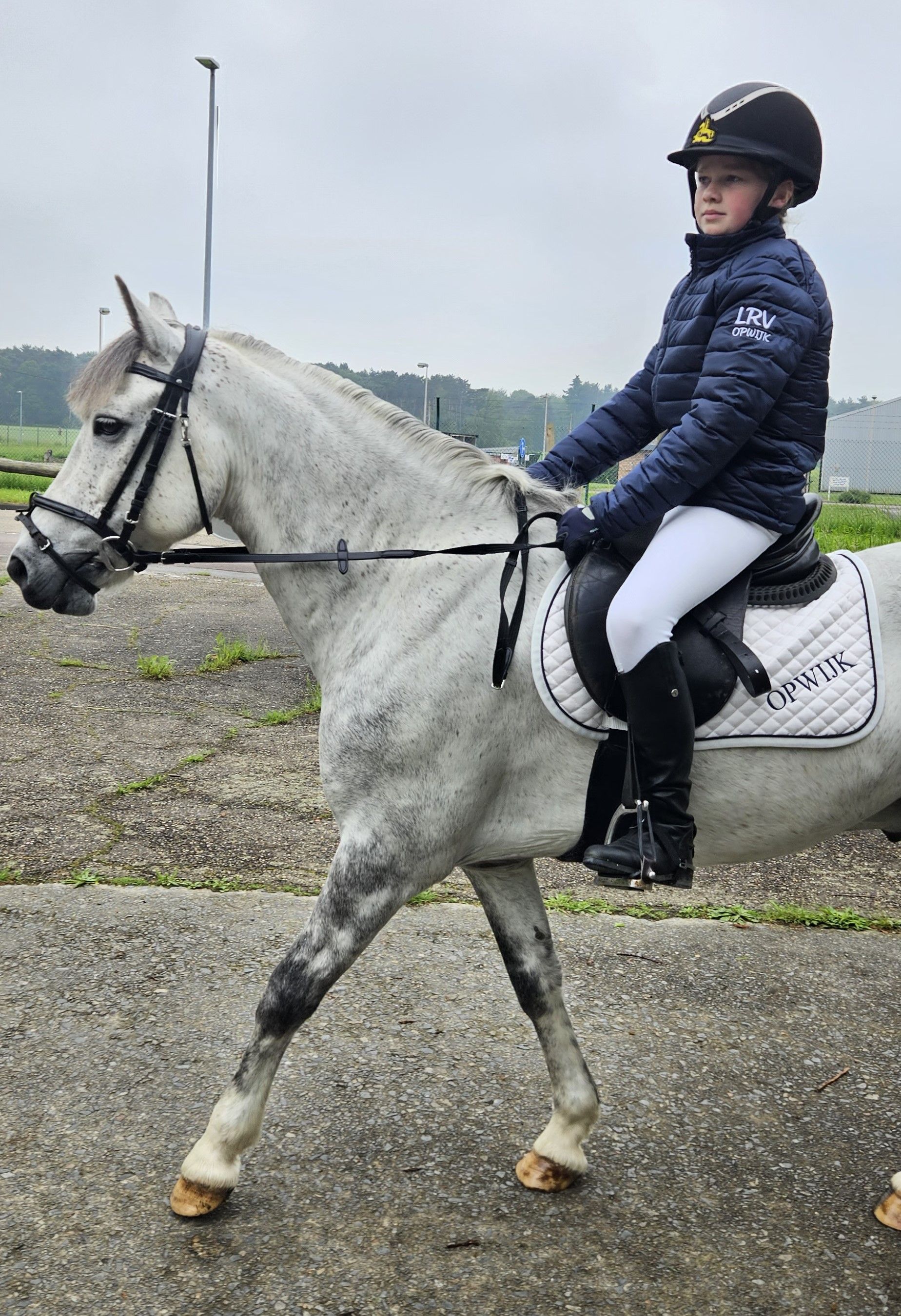 springpony ruin 14 years old schimmel for sale - Photo 5