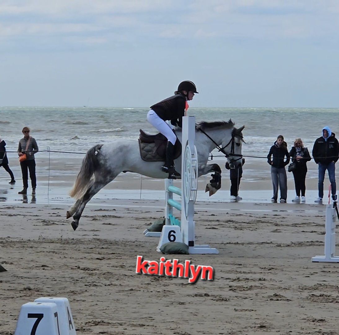 springpony ruin 14 years old schimmel for sale - Photo 6