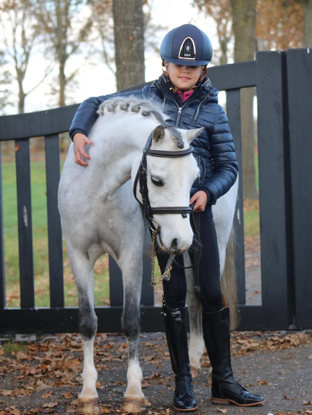 welsh allround-pony merrie 6 years old schimmel for sale - Photo 2
