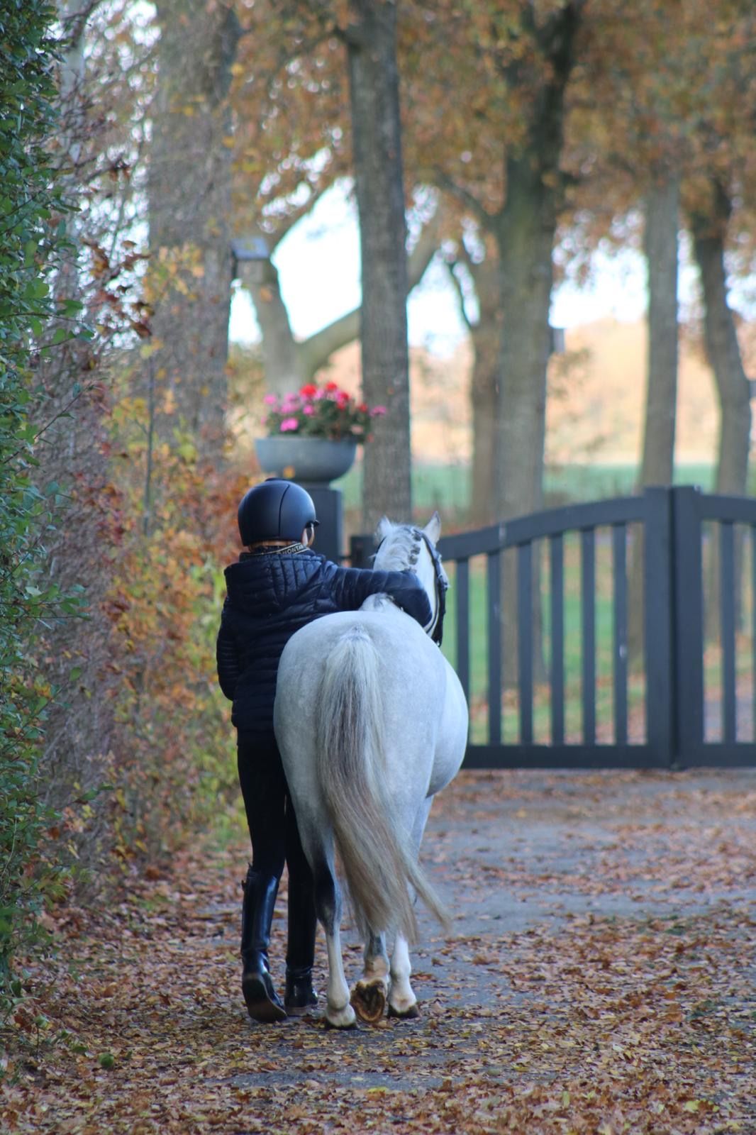 welsh allround-pony merrie 6 years old schimmel for sale - Photo 3