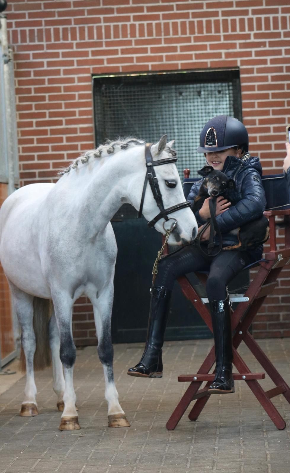 welsh allround-pony merrie 6 years old schimmel for sale - Photo 4