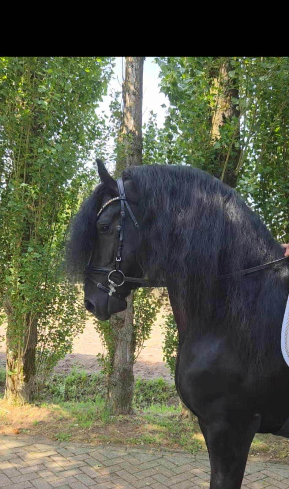 allround-fries hengst 4 years old zwart for sale - Photo 3
