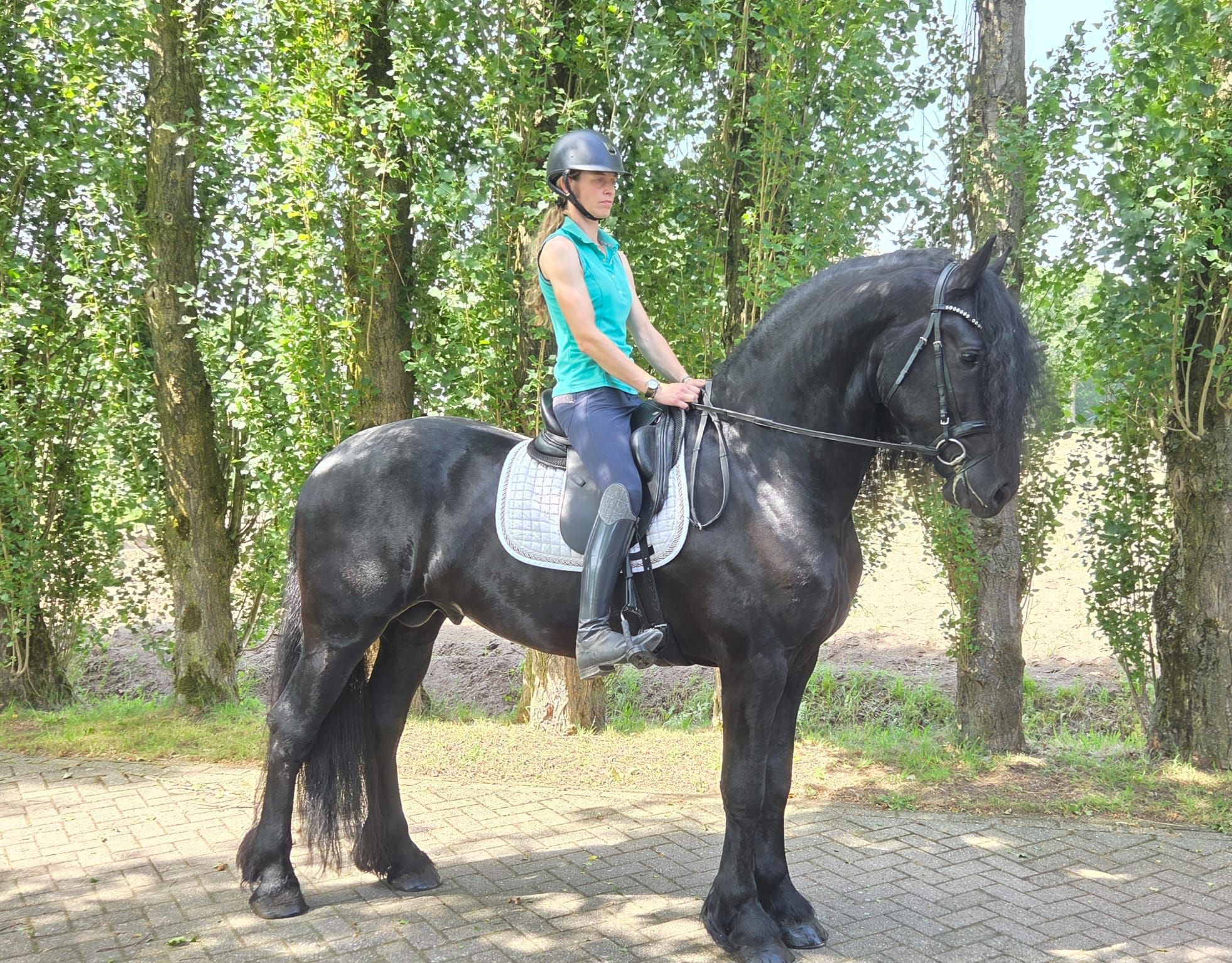 allround-fries hengst 4 years old zwart for sale - Photo 4