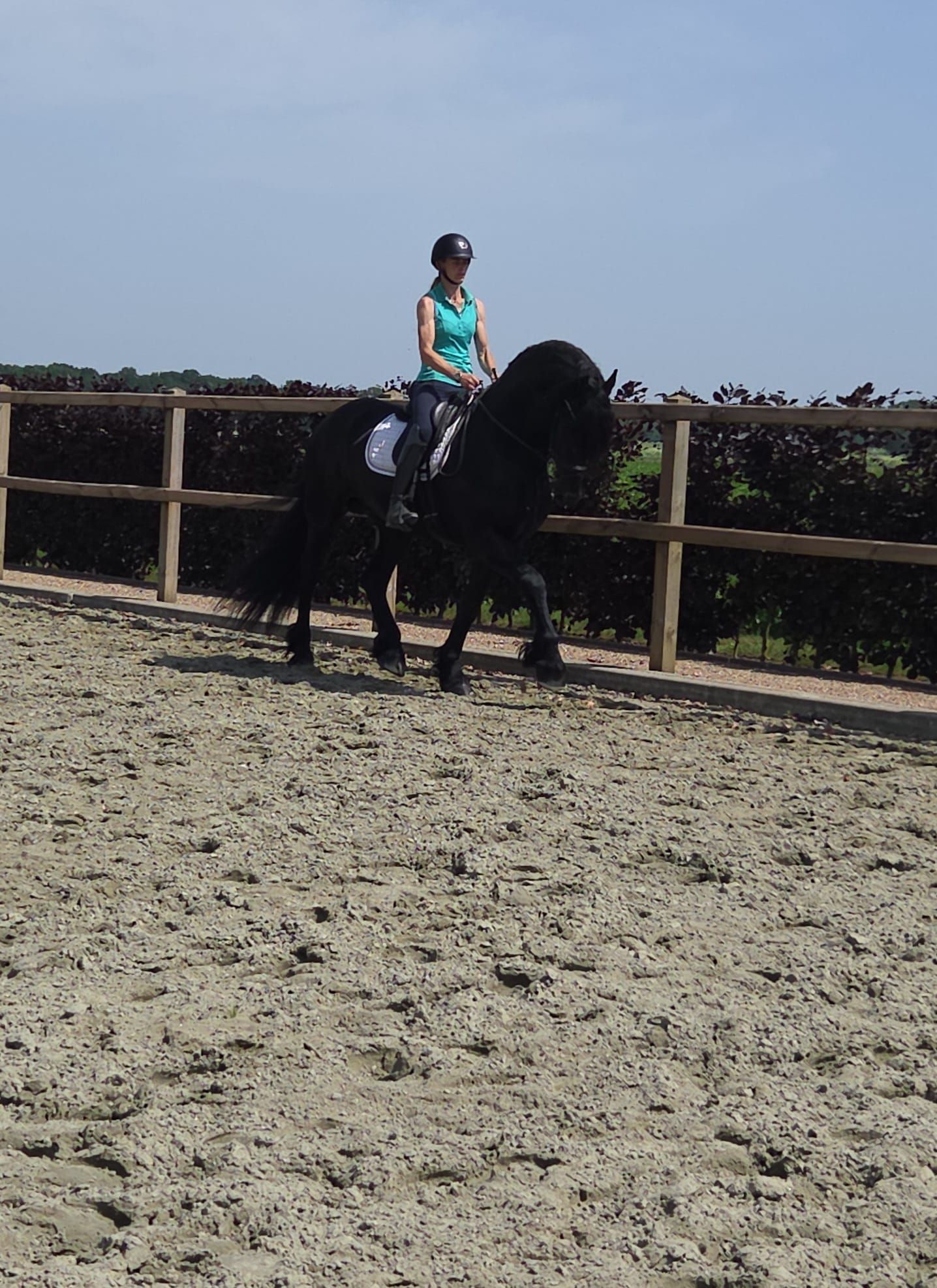 allround-fries hengst 4 years old zwart for sale - Photo 5