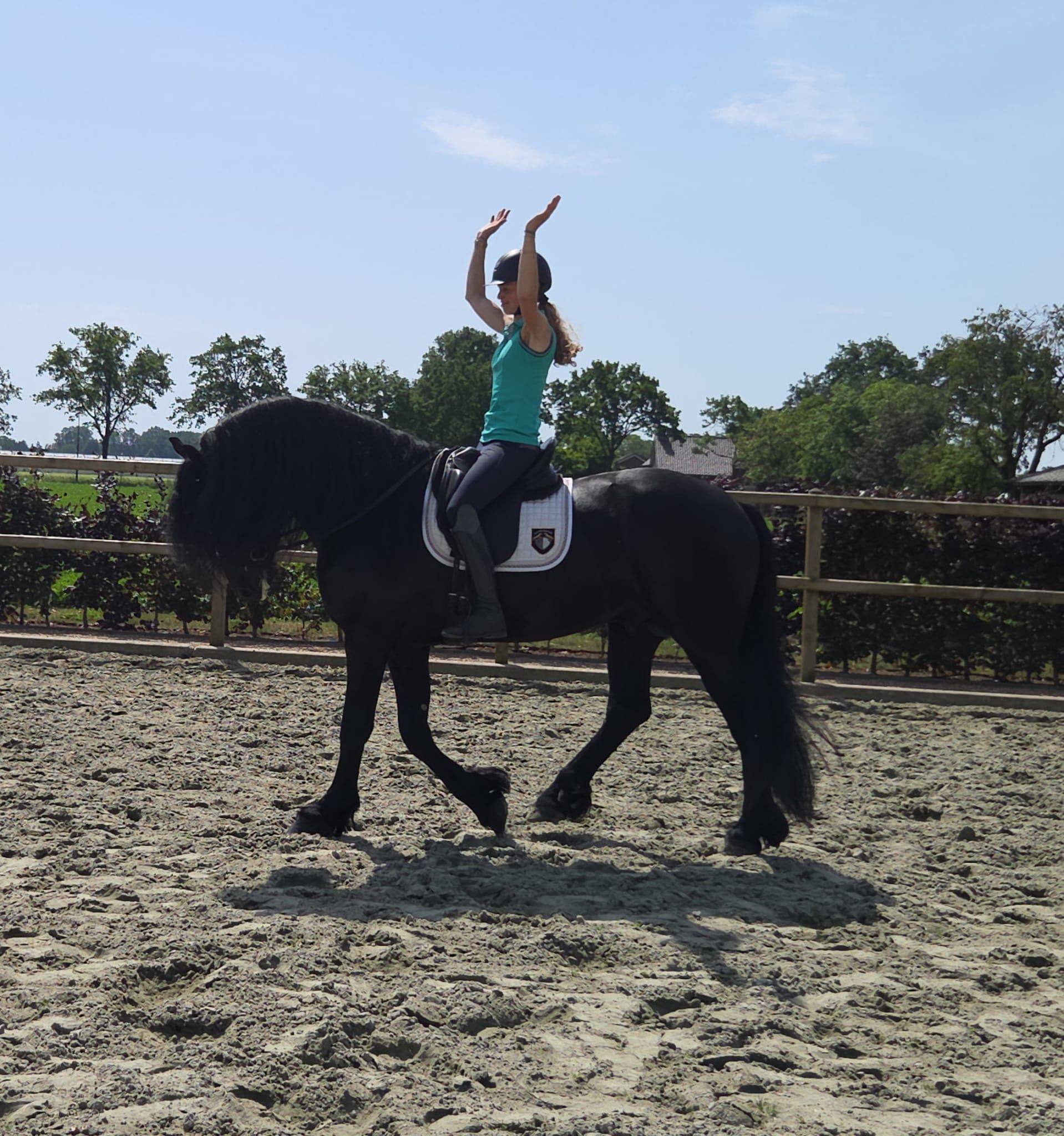 allround-fries hengst 4 years old zwart for sale - Photo 6