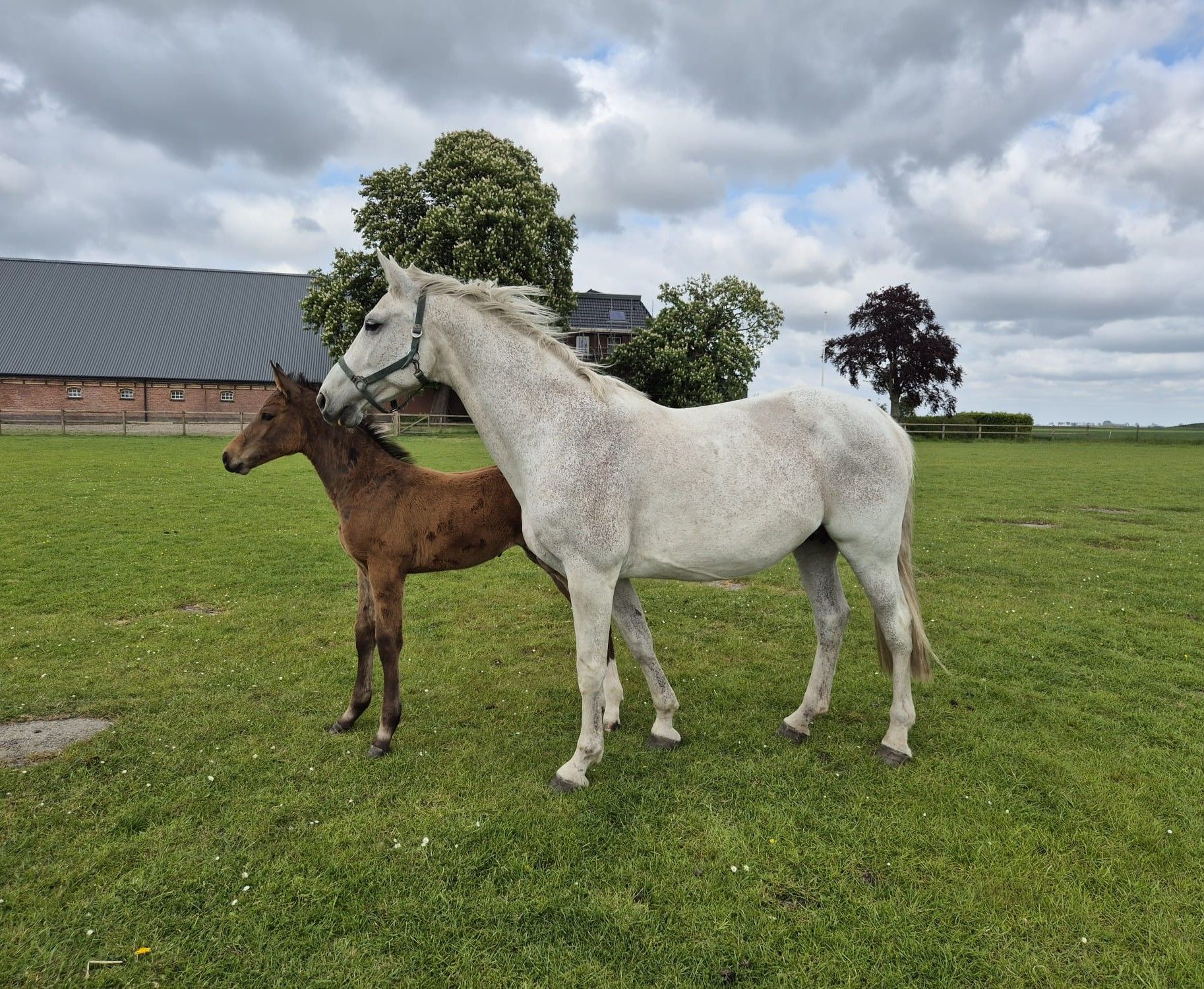 Beautiful, friendly broodmare