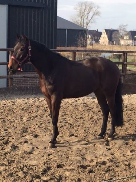 Wanted: beautiful 2-year-old large dressage-bred mare for sport/breeding from a predicate-rich damline.