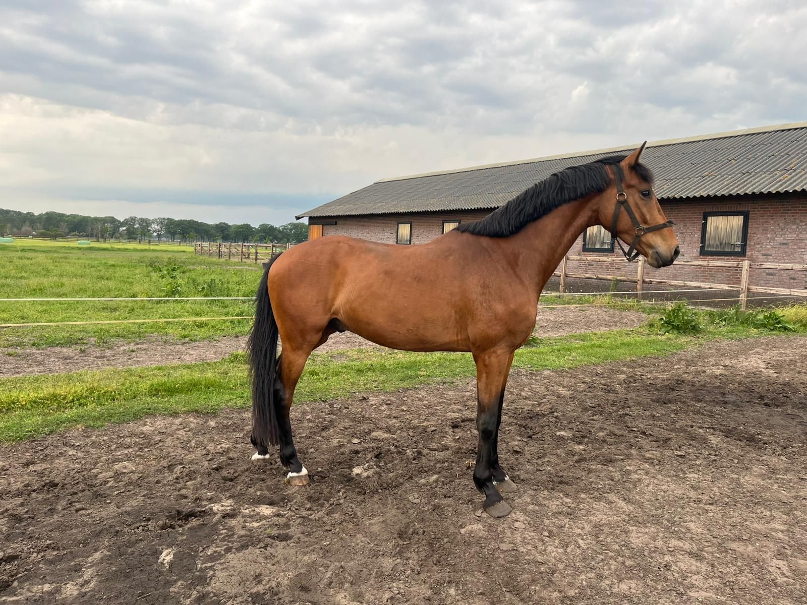 Snygg 4-årig valack efter So Perfect