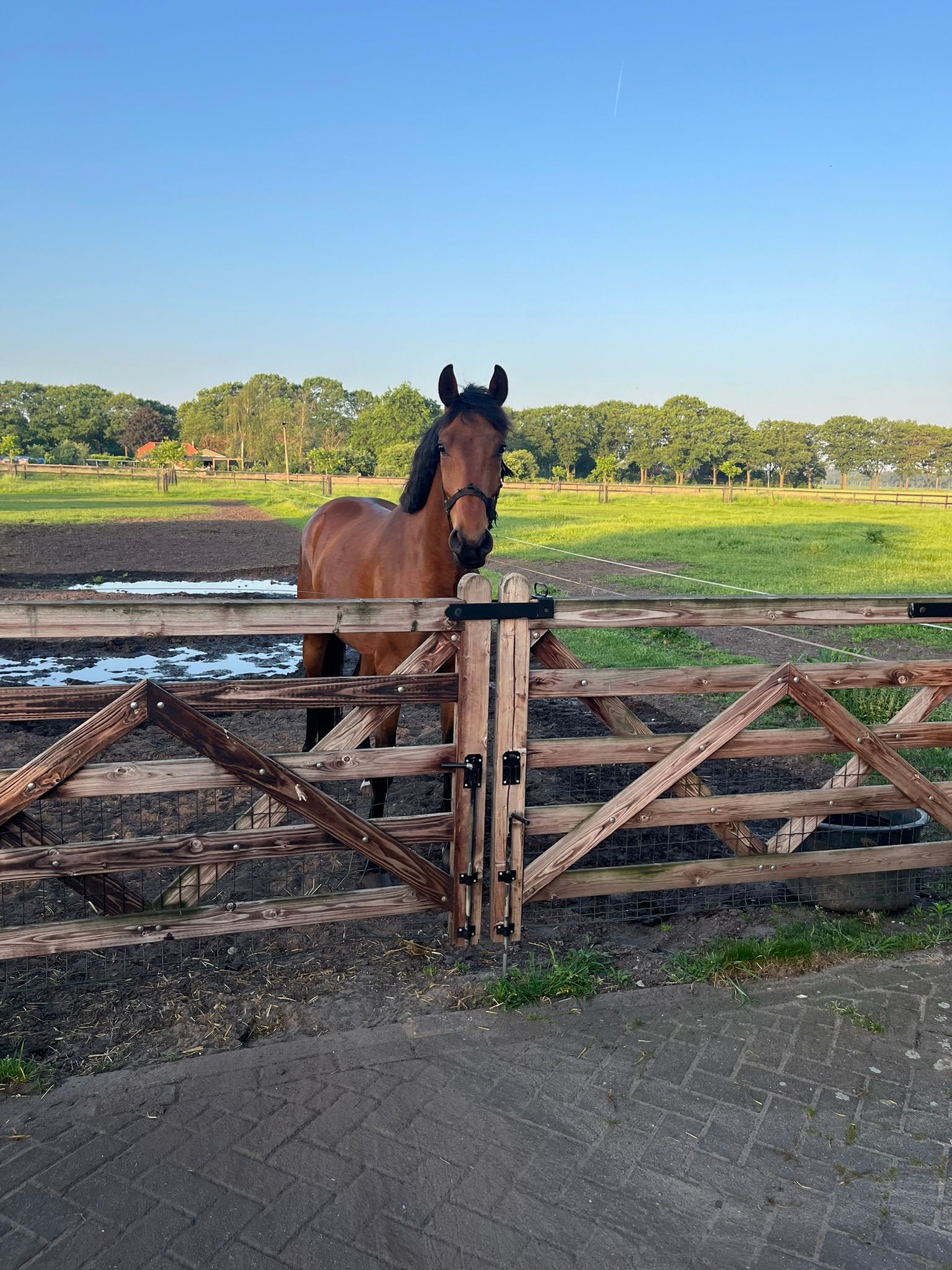 kwpn dressuurpaard ruin 4 år bruin till salu - Foto 3