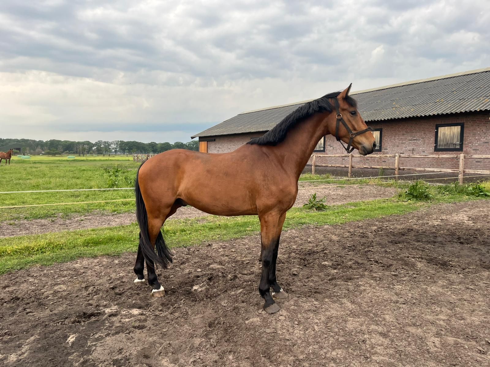 kwpn dressuurpaard ruin 4 år bruin till salu - Foto 2