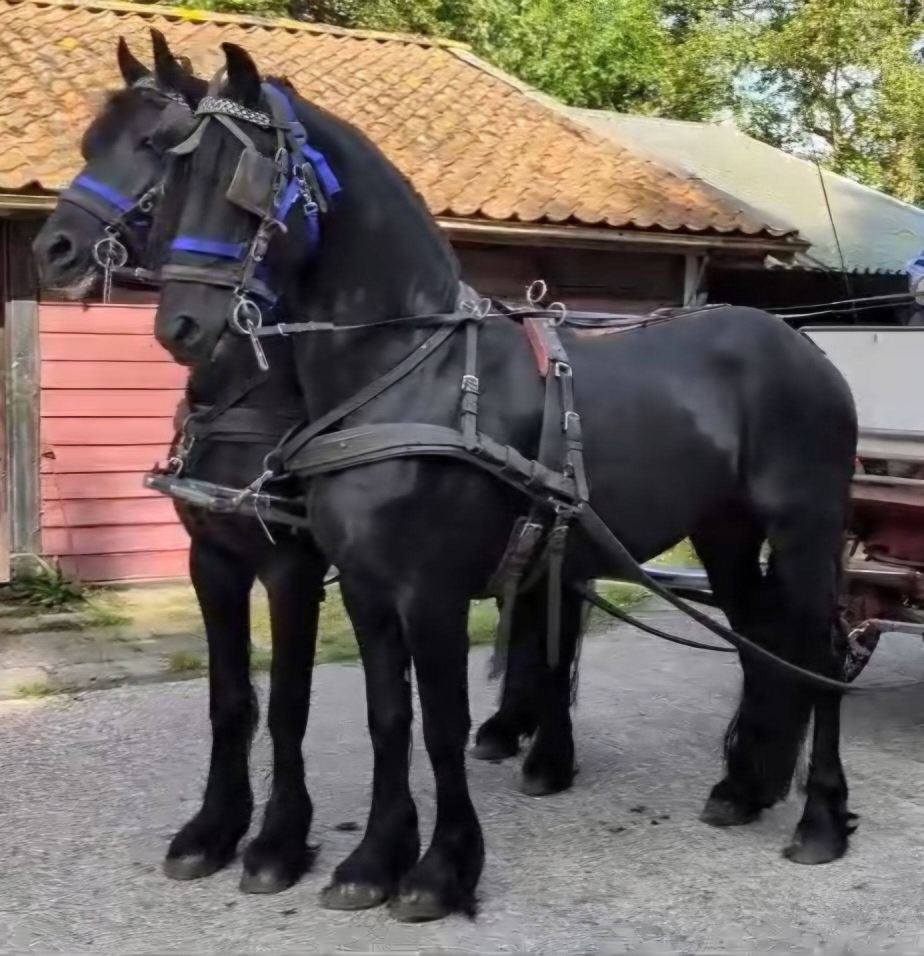 Friesian 牡馬のペア
