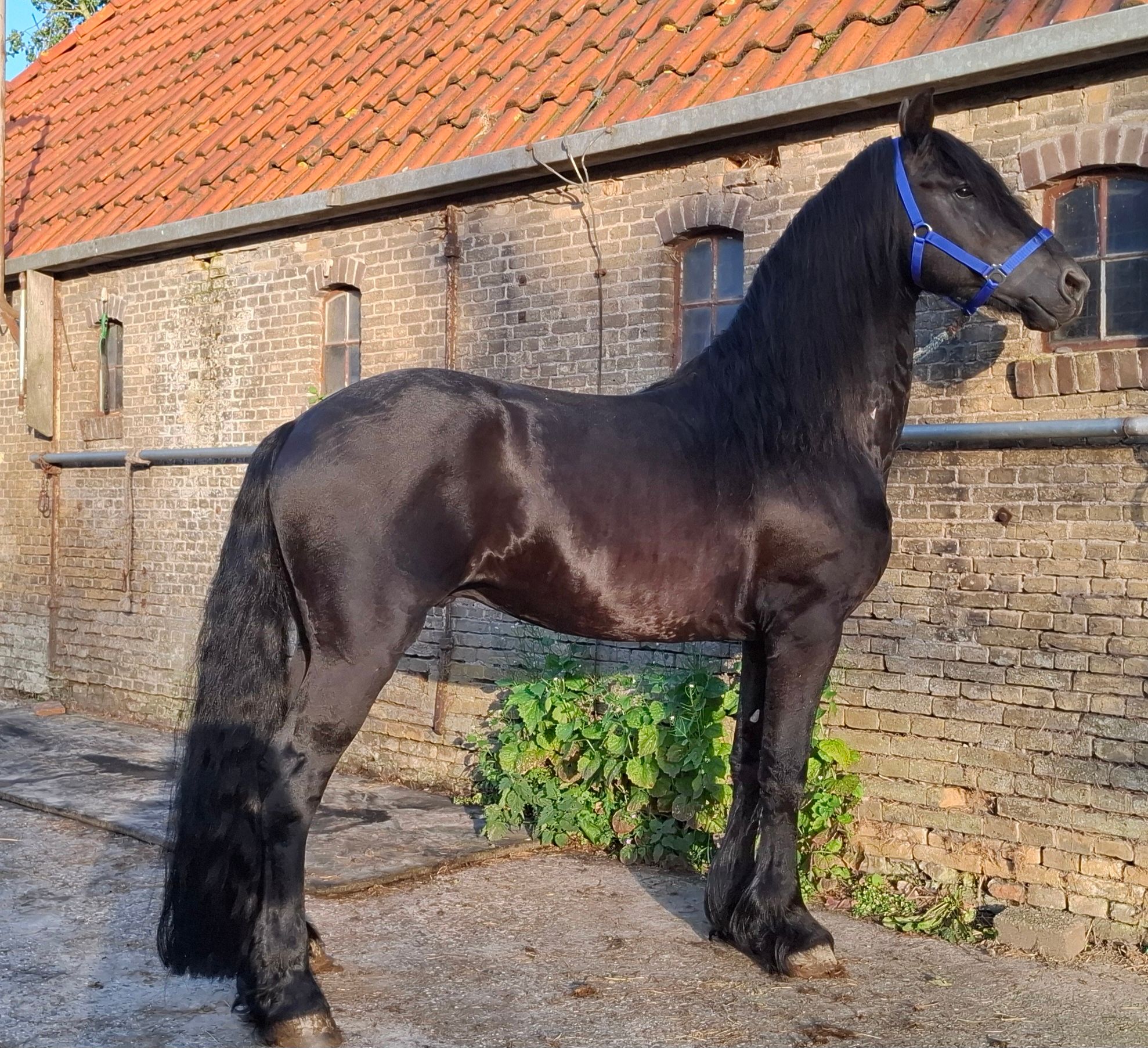 recreatiepaard hengst 5 歳 zwart 売り出し中 - 写真 4