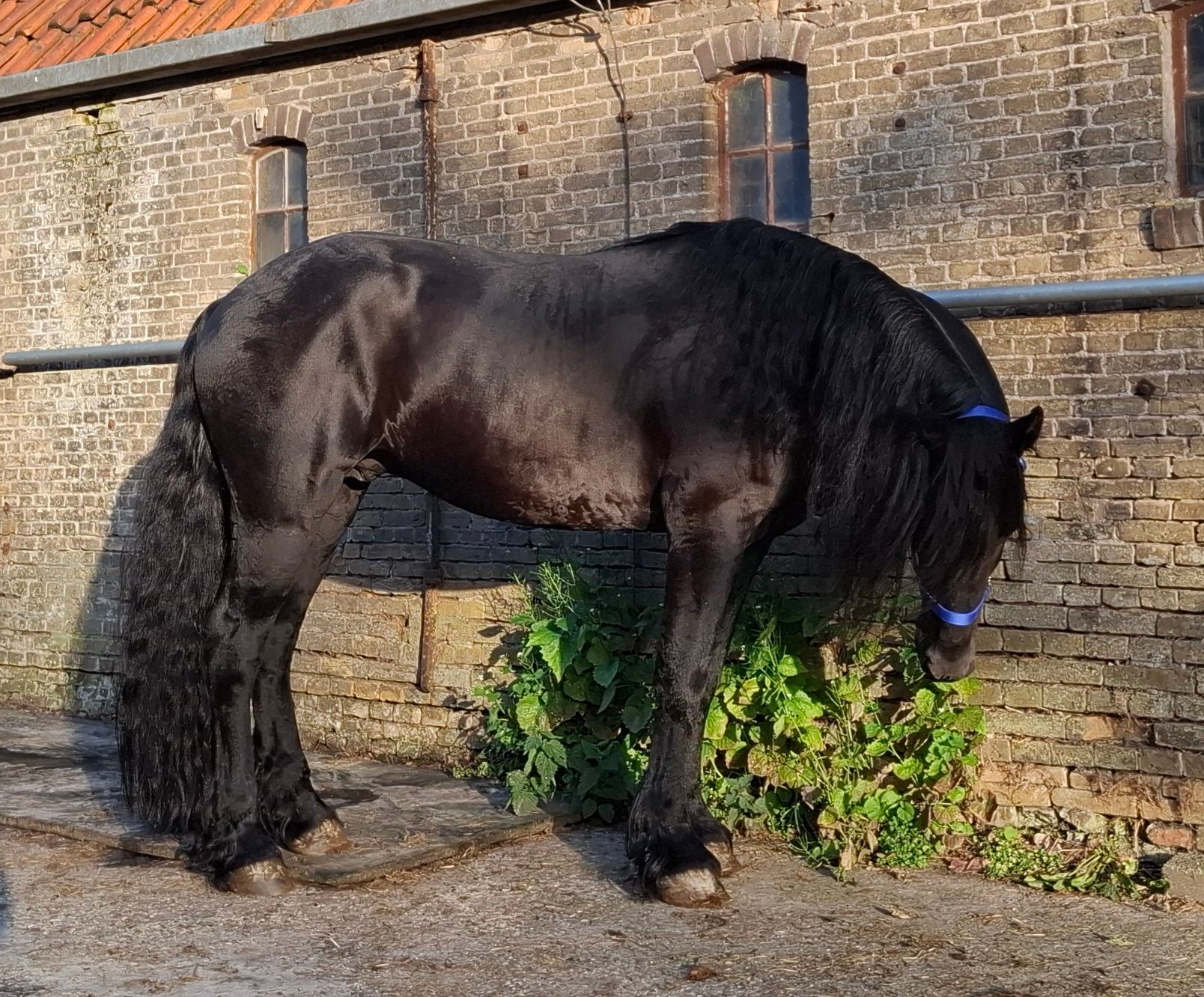 recreatiepaard hengst 5 歳 zwart 売り出し中 - 写真 3