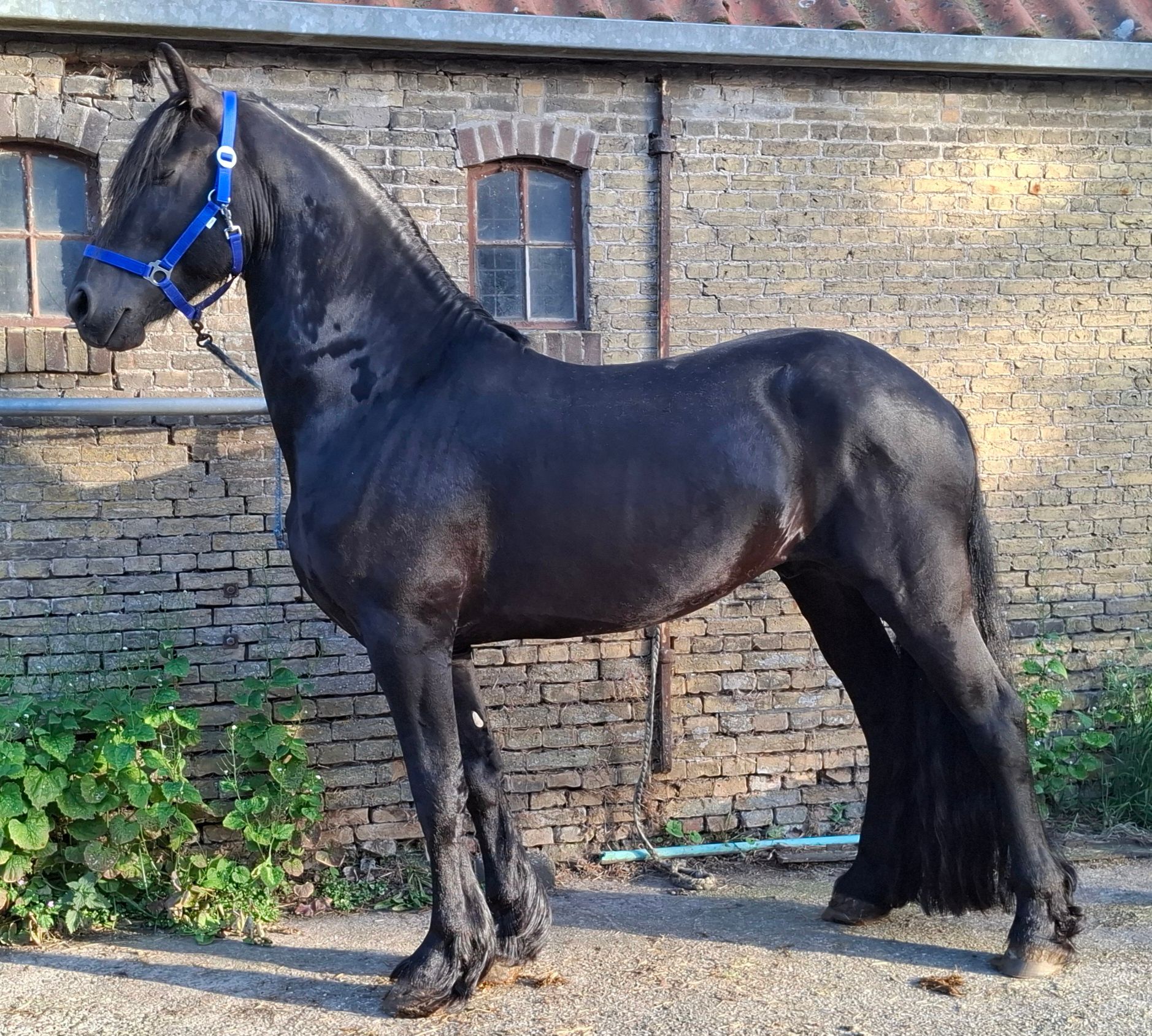 recreatiepaard hengst 5 歳 zwart 売り出し中 - 写真 2