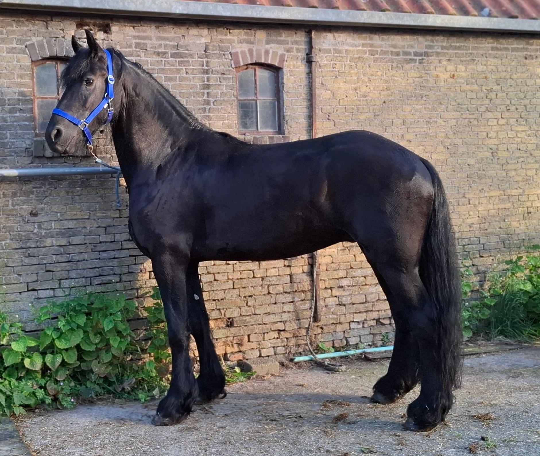 recreatiepaard hengst 5 歳 zwart 売り出し中 - 写真 5