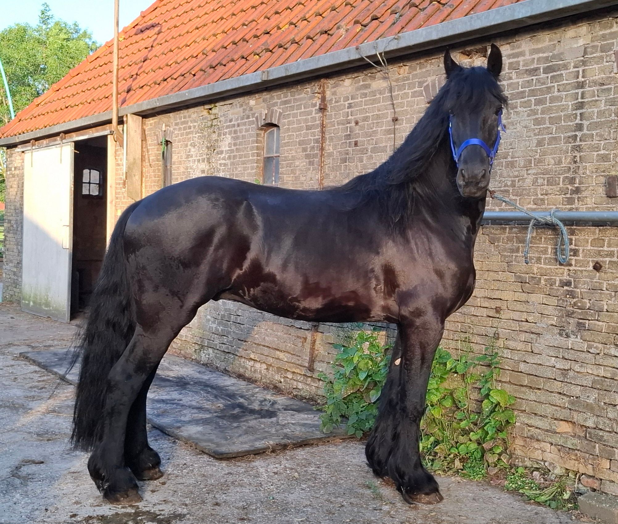 recreatiepaard hengst 5 歳 zwart 売り出し中 - 写真 6