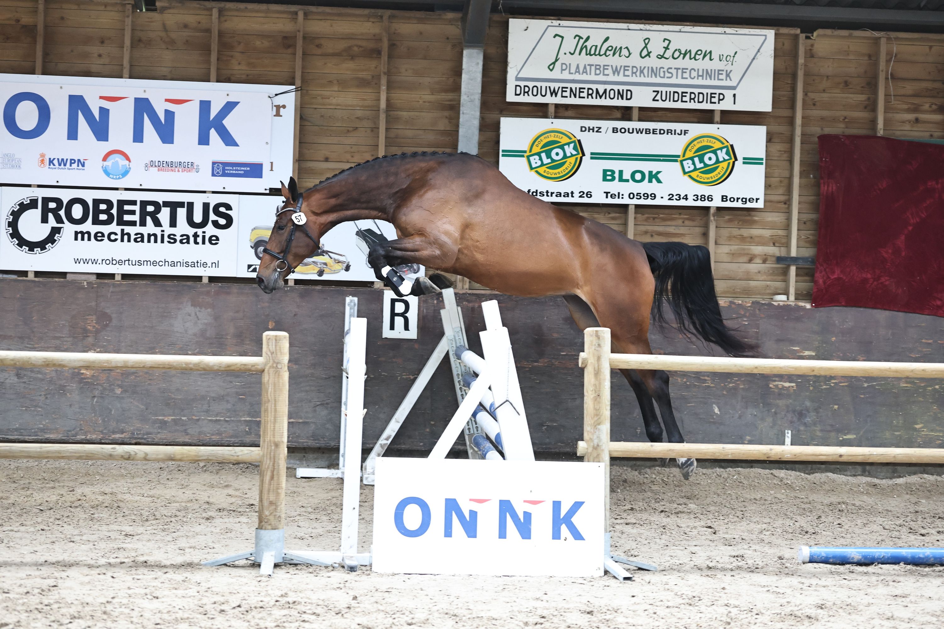 kwpn springpaard merrie 4 years old bruin for sale - Photo 2