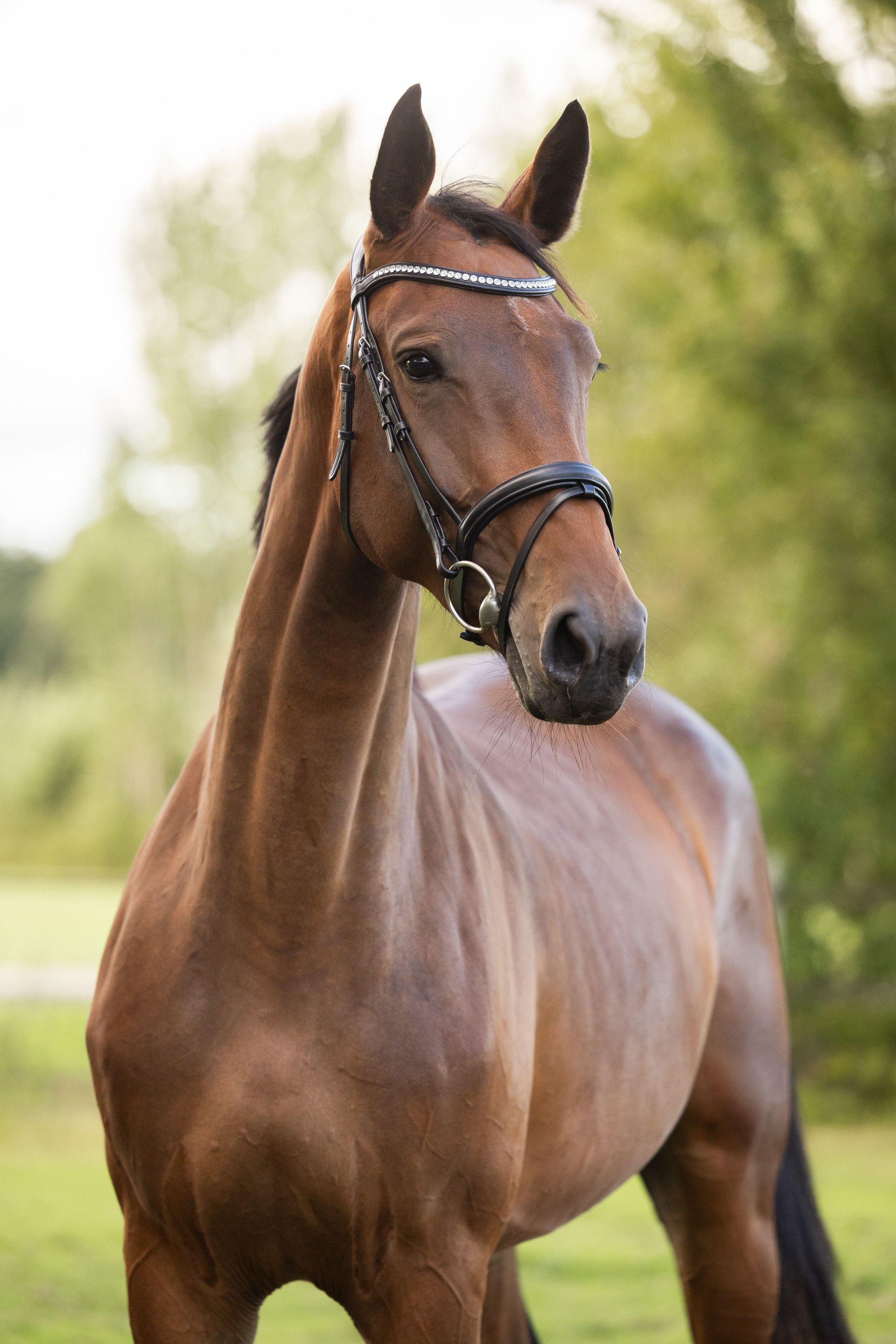 kwpn springpaard merrie 4 years old bruin for sale - Photo 3