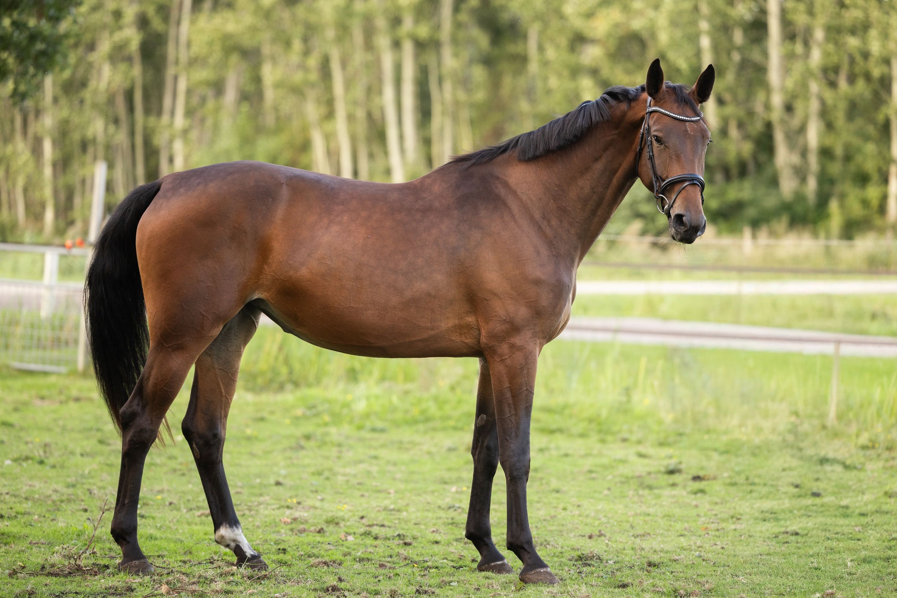 kwpn springpaard merrie 4 years old bruin for sale - Photo 4