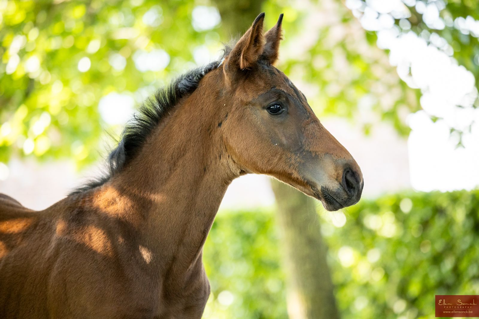 Dressage foal out of Grand Prix mare