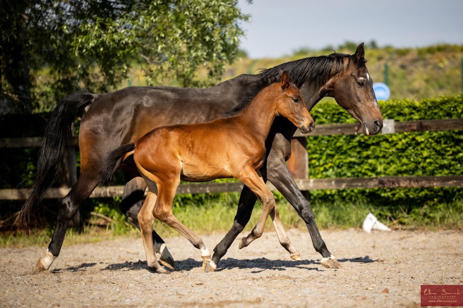 bwp dressuurpaard hengst 0 years old bruin for sale - Photo 3