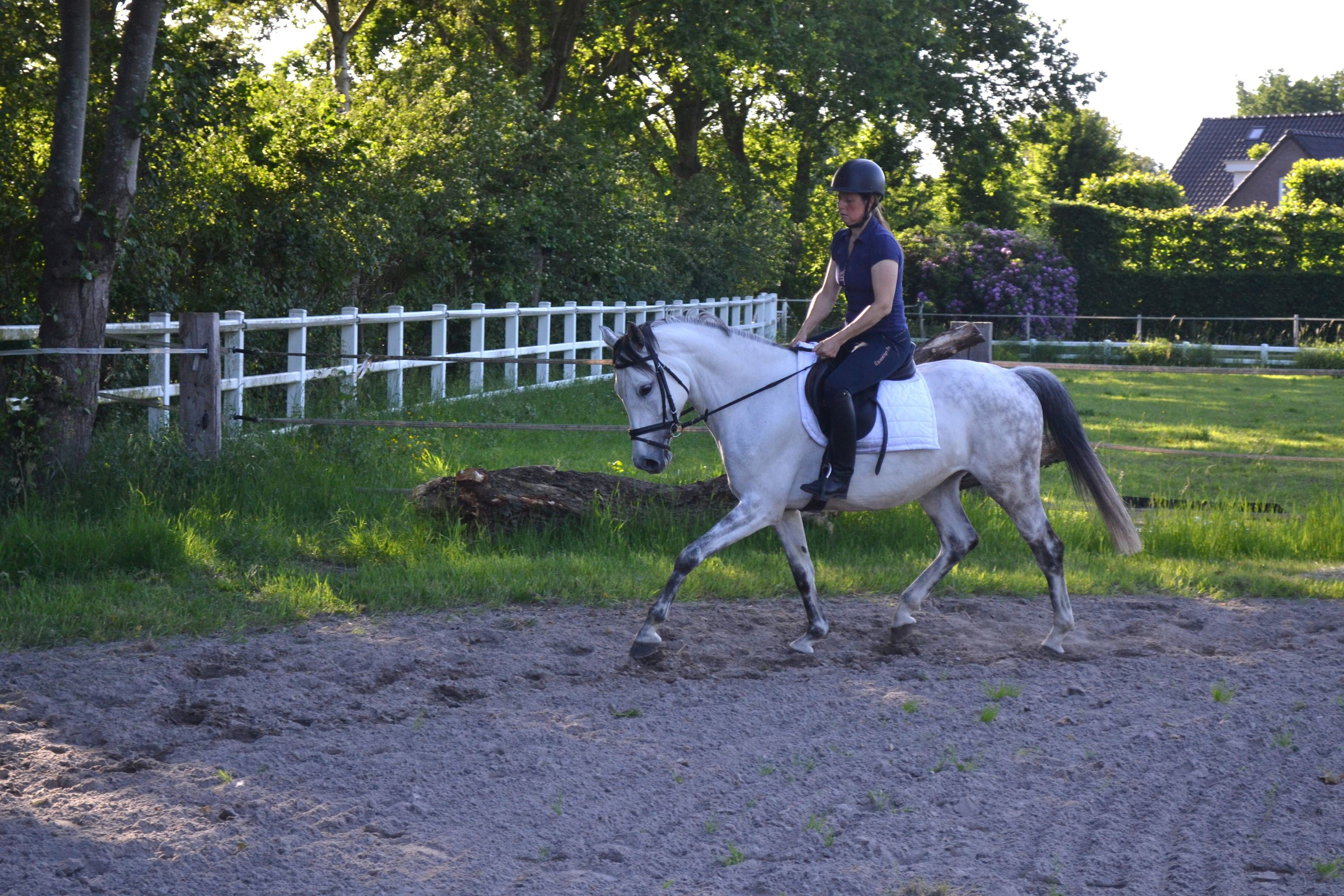 Allround Zangersheide-sto