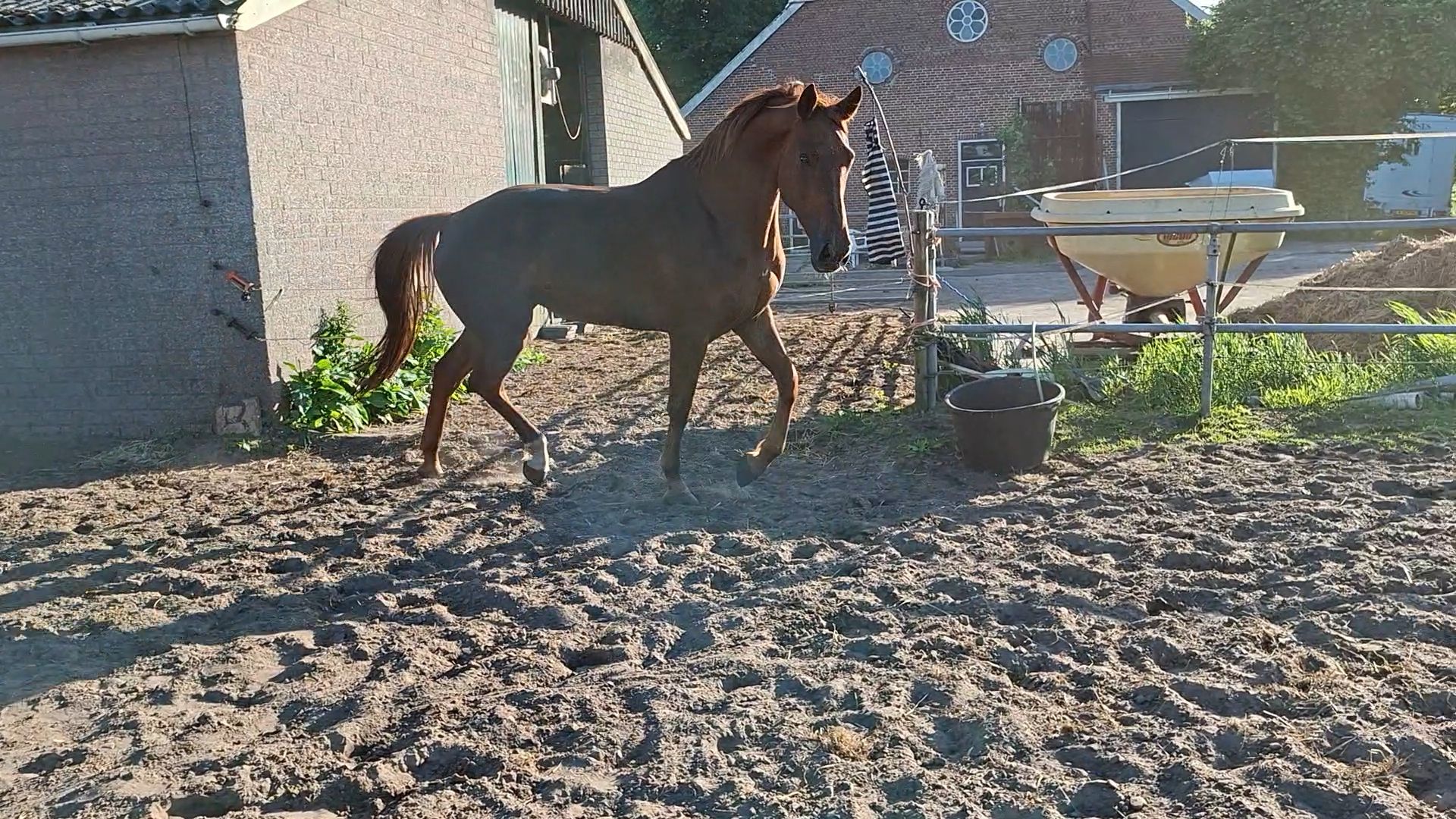6-årigt KWPN-sto Jupiler S x Spielberg TN