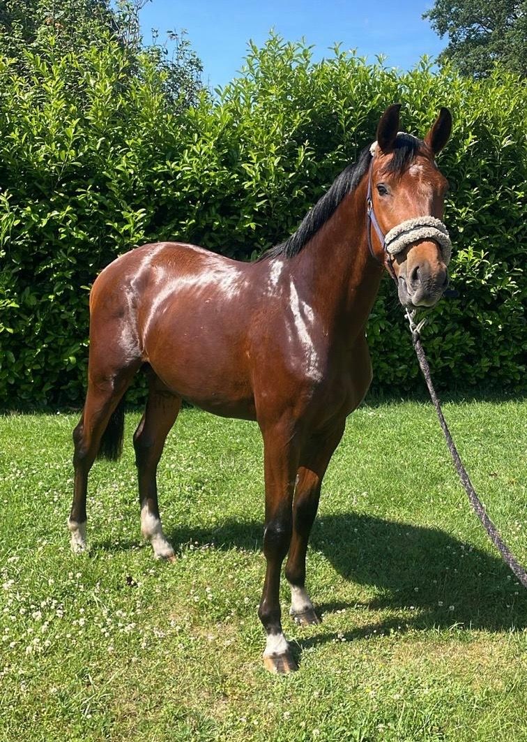 2歳 鹿毛  dressage用 牡馬