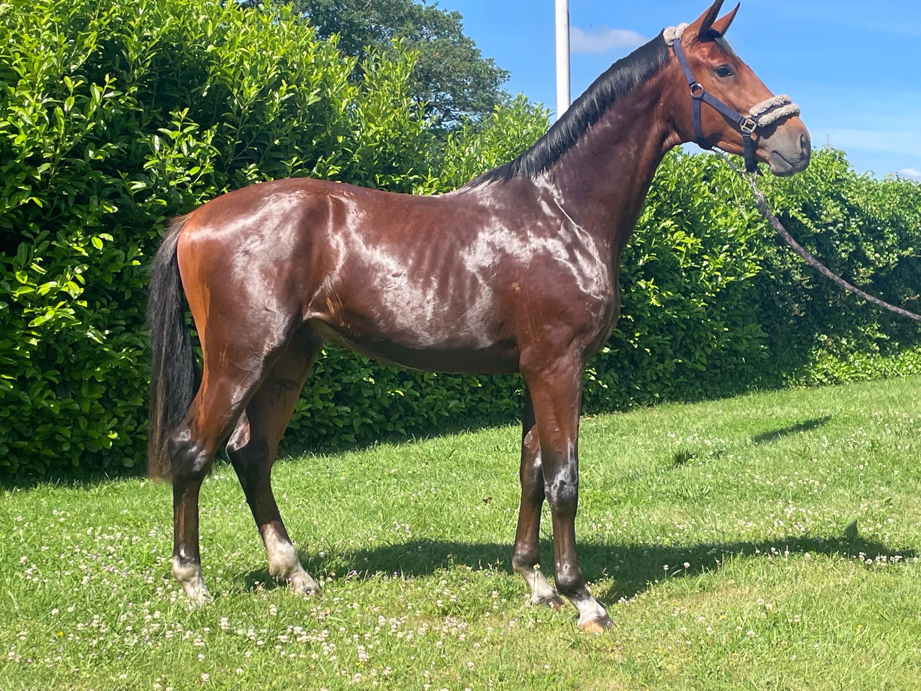 kwpn dressuurpaard hengst 2 歳 donkerbruin 売り出し中 - 写真 4