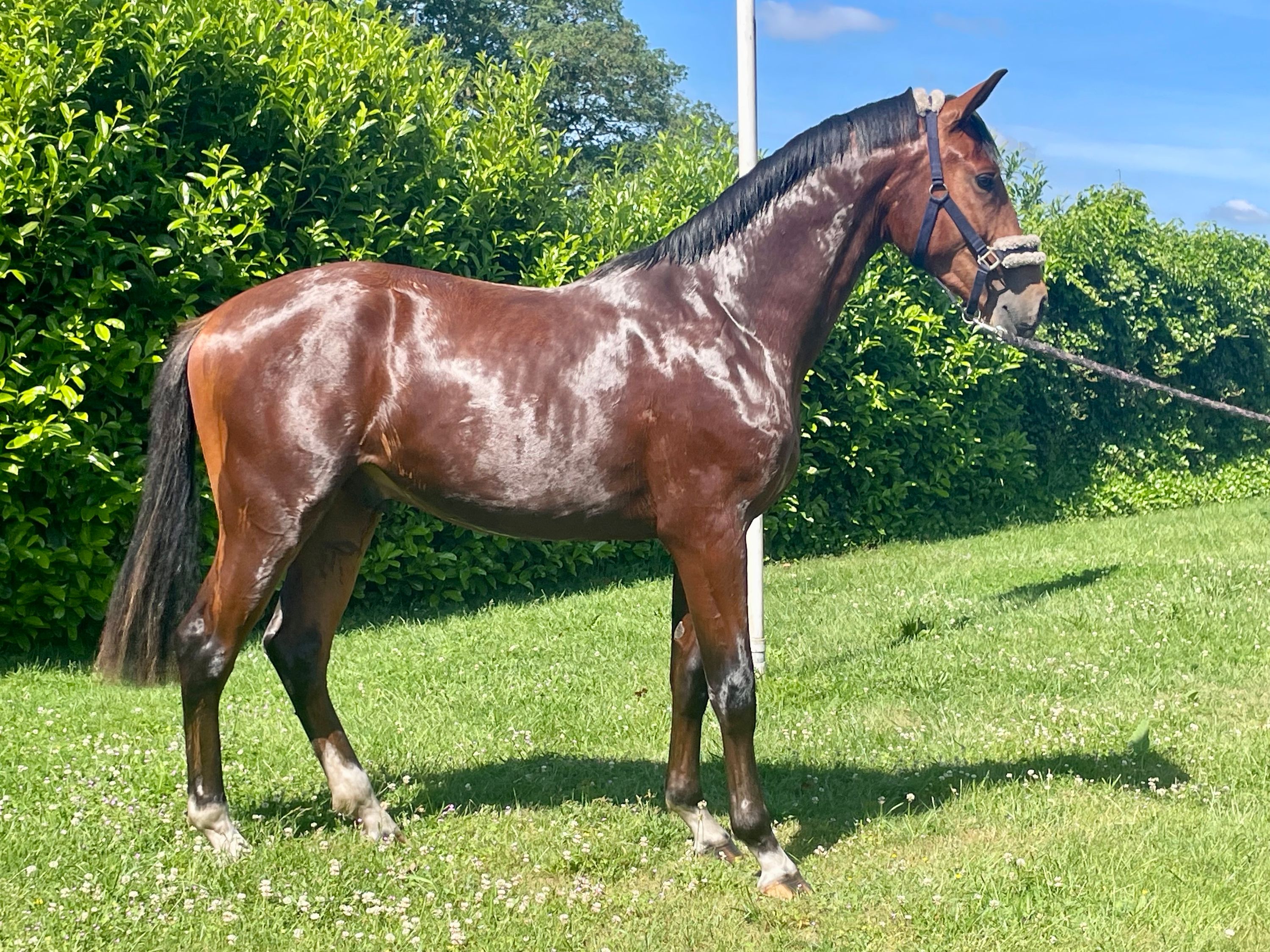kwpn dressuurpaard hengst 2 歳 donkerbruin 売り出し中 - 写真 2