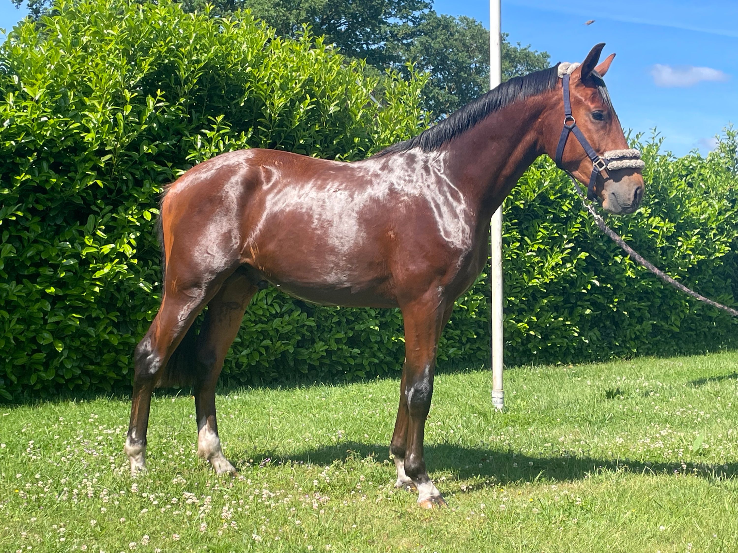 kwpn dressuurpaard hengst 2 歳 donkerbruin 売り出し中 - 写真 5