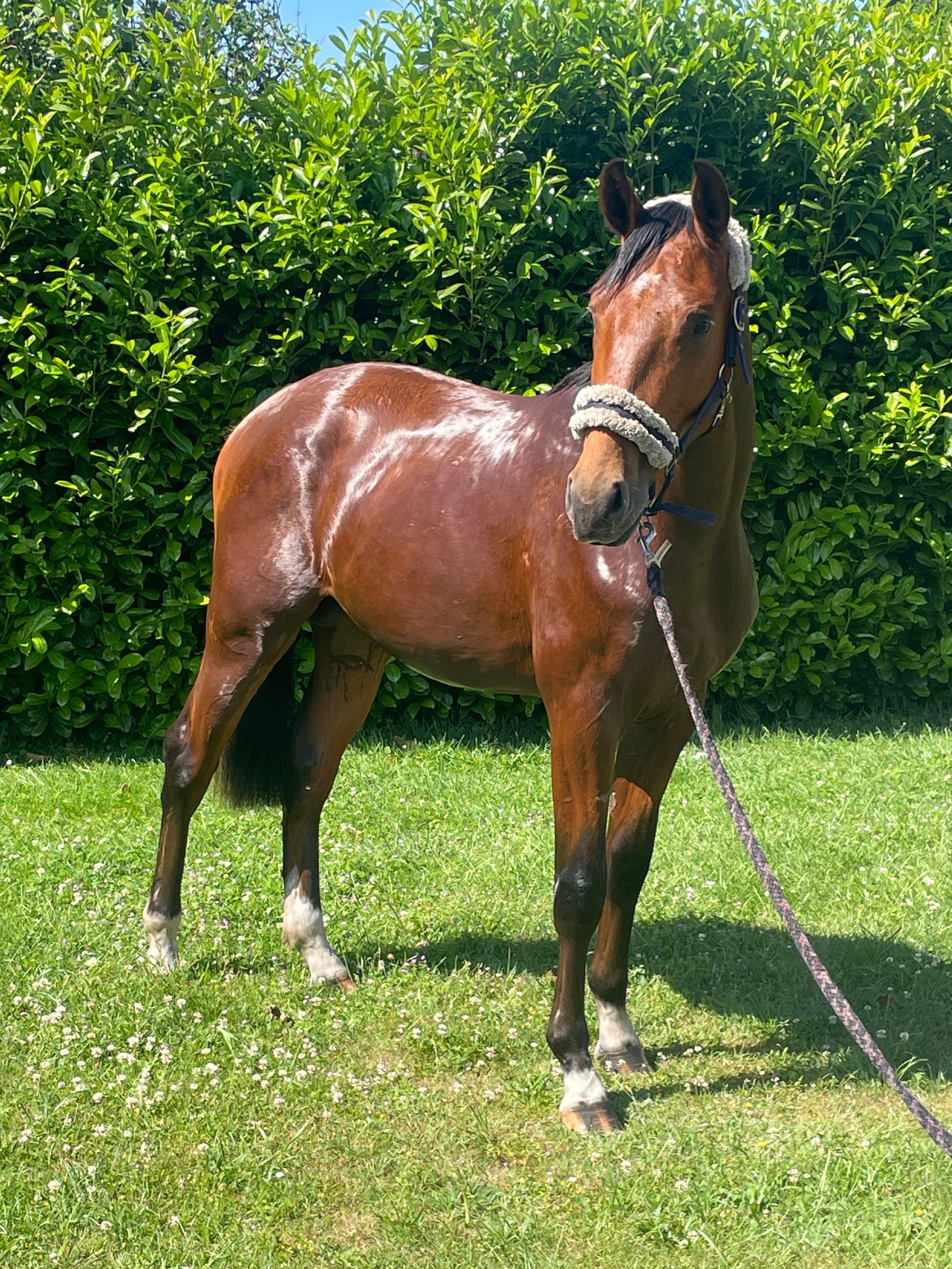 kwpn dressuurpaard hengst 2 歳 donkerbruin 売り出し中 - 写真 6