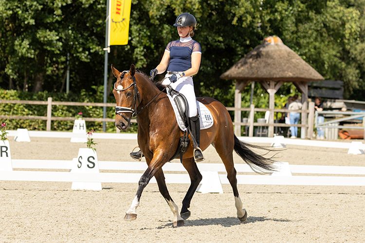 kwpn dressuurpaard merrie 14 let donkerbruin na prodej - Foto 3