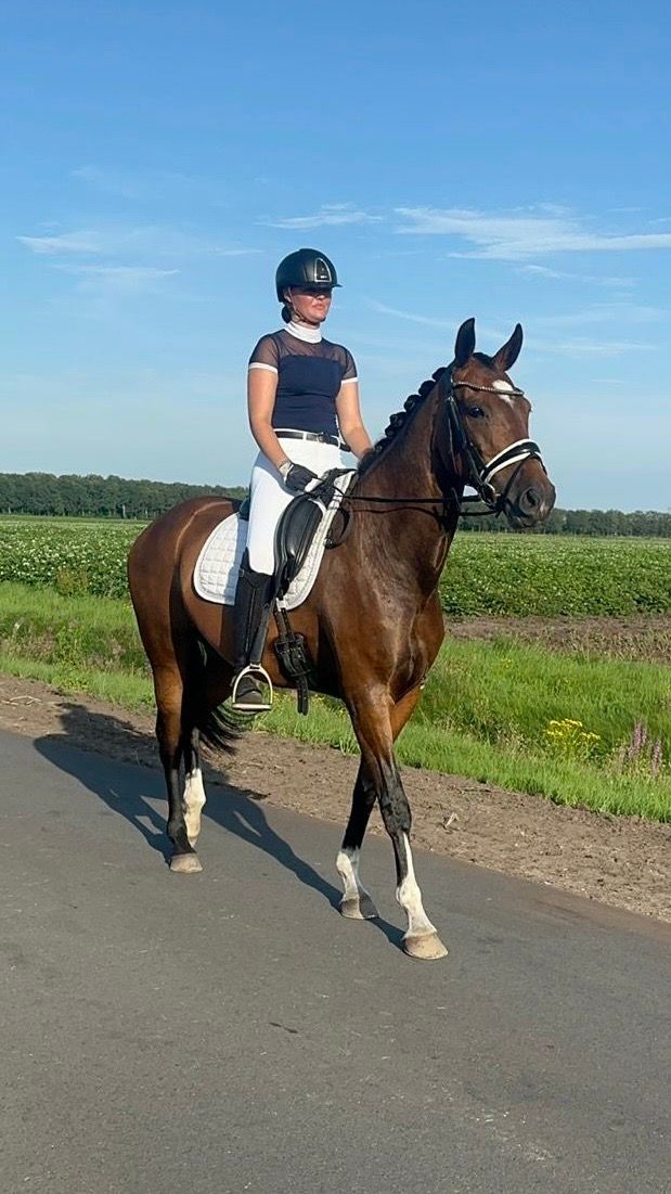 kwpn dressuurpaard merrie 14 let donkerbruin na prodej - Foto 2