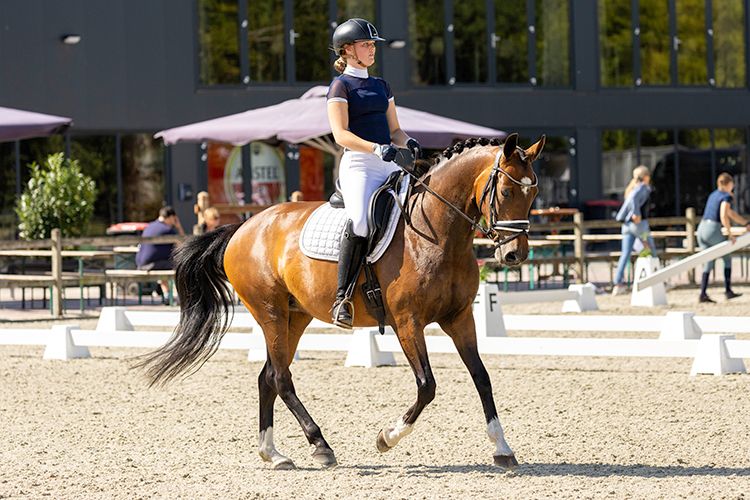 kwpn dressuurpaard merrie 14 let donkerbruin na prodej - Foto 4