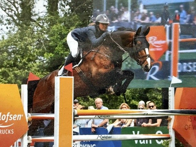 高いポテンシャルを持つ大型のダークベイ（黒鹿毛）のせん馬