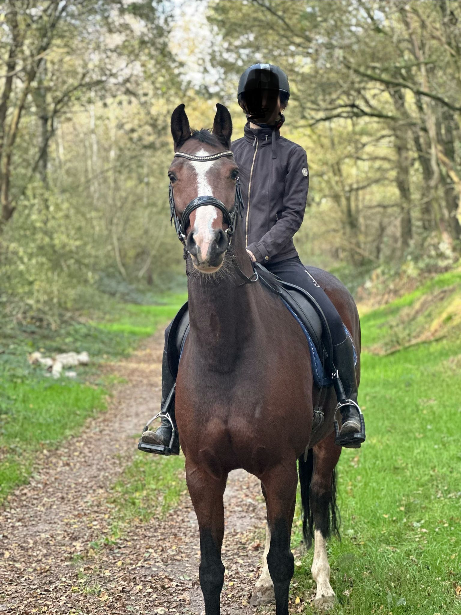 kwpn allrounder merrie 13 years old bruin for sale - Photo 3